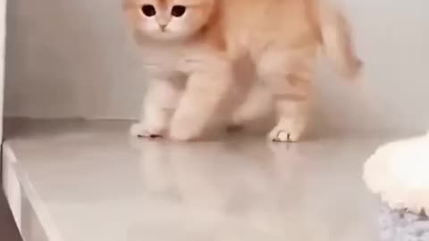 Funny animals cat video's