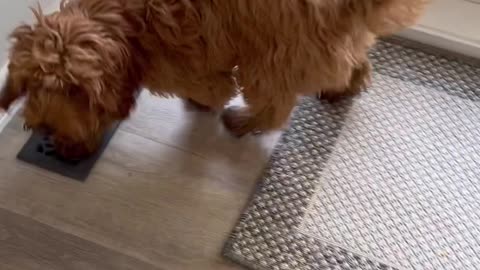 Dog Returns with a Baby Ringtail Possum on His Back