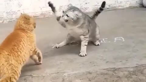 Cute cat is angry and fight