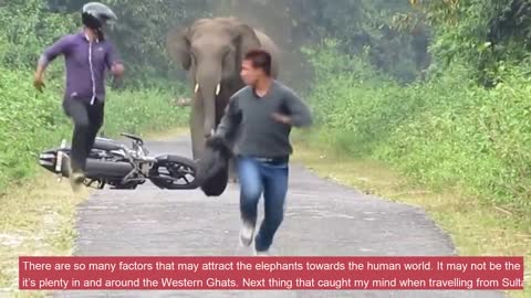 Angry Elephant destroying vehicles.