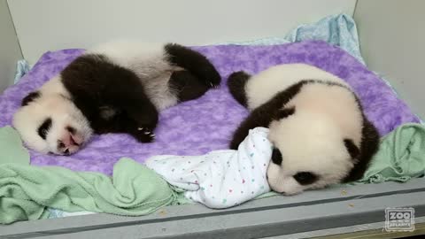 The Squirmy and Noisy Panda Cubs