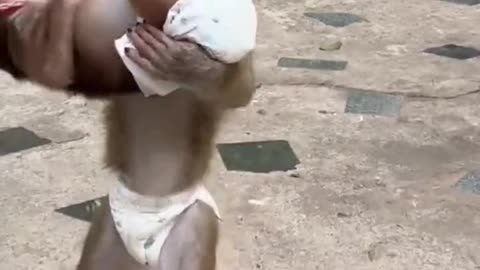 a cute monkey