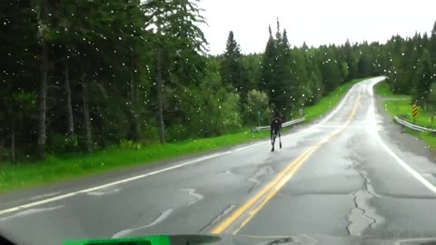 Moose on the Loose