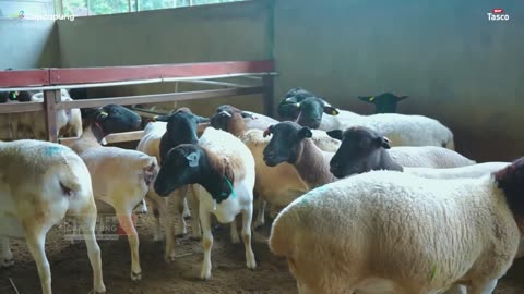 23 Year Old Young Farmer Successfully Breeding Largest Dorper Sheep in Java