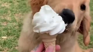 Cute dog eating ice cream happily