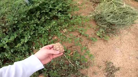 Baby Tortoises Hatching Out of the Ground-5