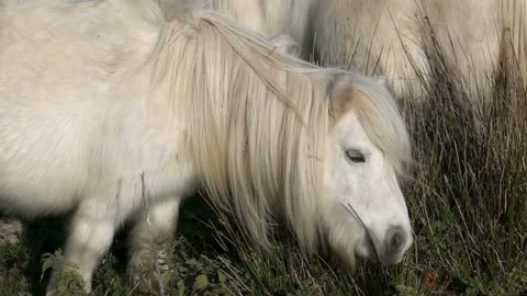 8 MINUTES of CURIOUS SHETLAND PONIES | BEST Relax Music, Meditation, Stress Relief, Calm | TVM