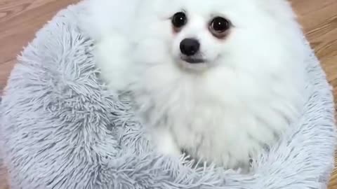 I'm not a human but you are a real dog🐶 Pomeranian cute pet, so cute that it explodes💥 F