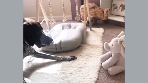 Funny Dog Wants To Play ...