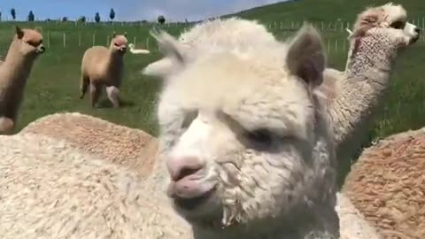 wonderful alpacas