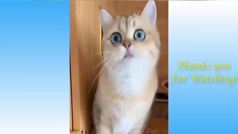 Funny cat pet video