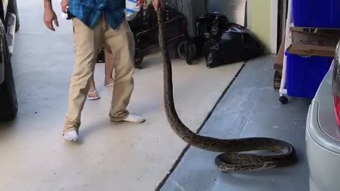 Mom Helps Remove Python Wrapped in Car