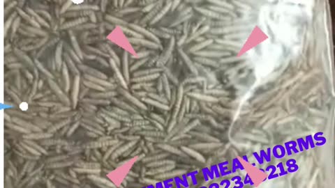 How to investment mealworms