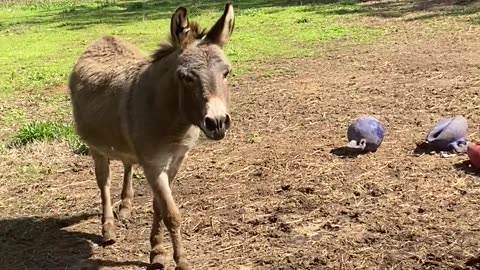 Donkey Enjoying The Spring