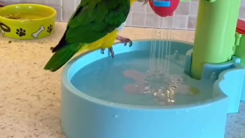 Милый попугай купается