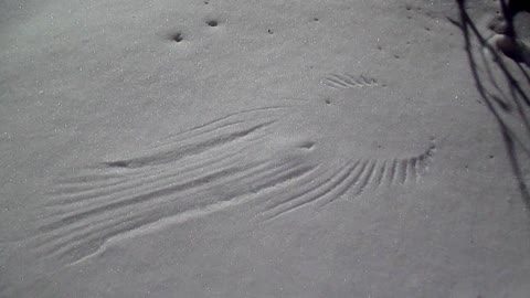 Alien-like snow angel discovered in backyard