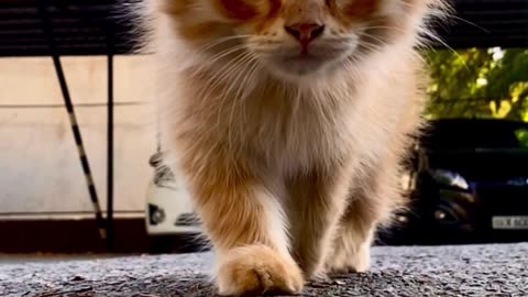 Cute and Funny Cat 😂 Funny Animal Videos 2023