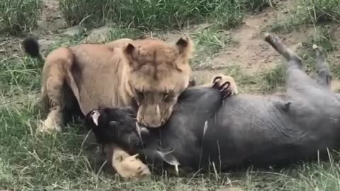 Warthog is a Lions Favorite meal