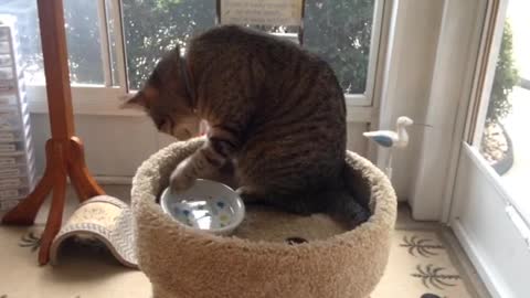 My Cat drink water