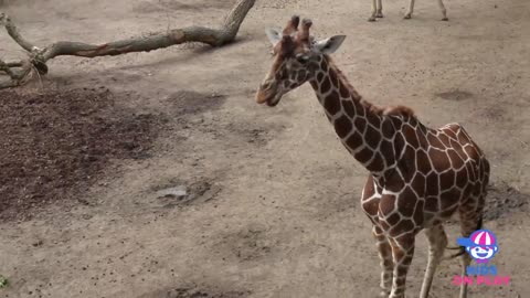 Going to the zoo with Maya and philip