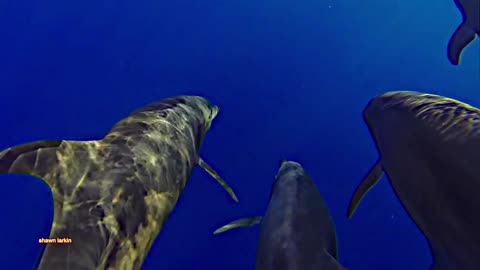 One with the Pod. Wild Dolphins in the Deep Blue.