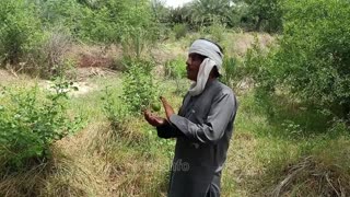 strawberry plants and fruits || how to grow strawberries || strawberry plant lagane ka tarika