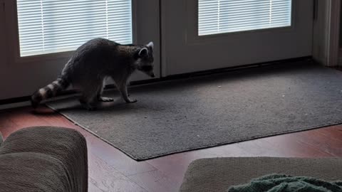 Pet Raccoon Chases Its Tail