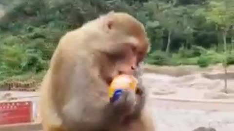 the funniest videos of animals