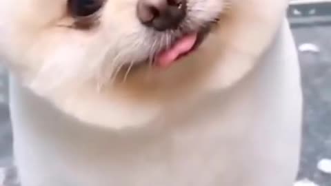 funny cute dog videos