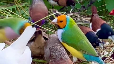 flock of mix species finches in outdoor bird aviary