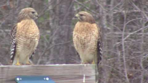 Two NC Hawks