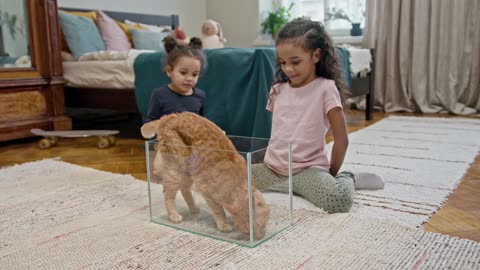 cat,funny cat play with young girl,beautiful youngplaying with cat,funny dogs play with