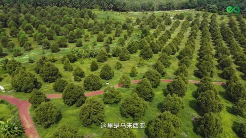 Musang King Durian Plantation In Malaysia [Sri Ledang, Johor] | E&A Plantations