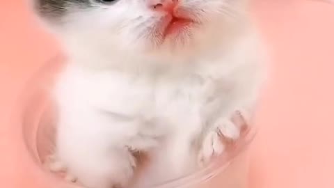 Cute cat video