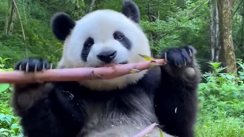 Cute Big Panda Eating Bamboo ASMR