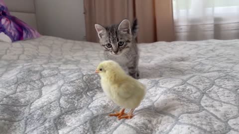baby kitten meets chicks first