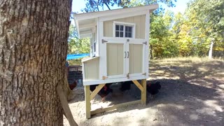 Chicken Coop