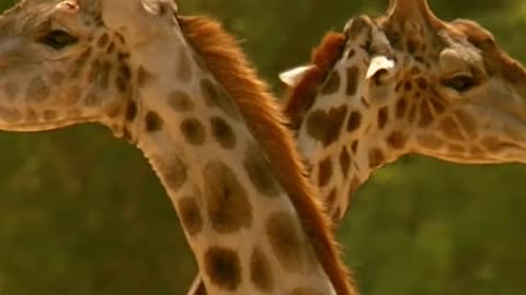 Giraffe fight