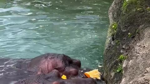 Hungry Hippos Enjoy Pumpkin Treats || ViralHog