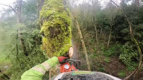 Blocking down a hazard tree #fyp #foryoupage #treework #treeclimber