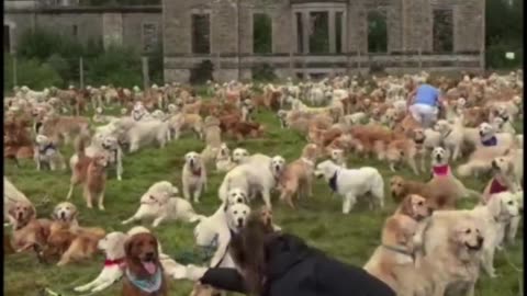 Hundreds of Golden Retrievers gathered in Scotland to celebrate 155 years of the breed
