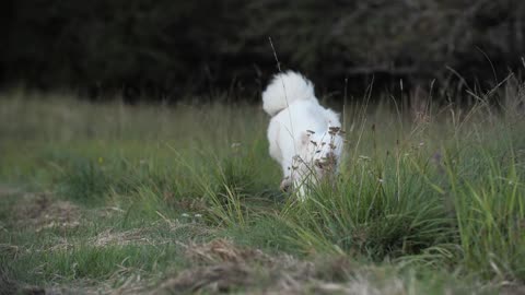 so cute White Dog Playing on the Grass