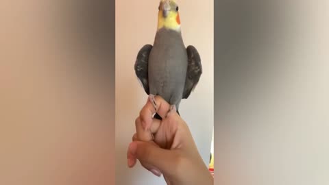 The bird is dancing like a human