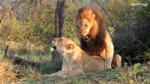 Lions mating successfully. #lion,#bigcats,#wildlife,wildlifeonearth,#nature,