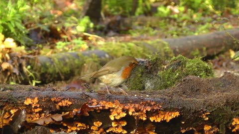 Videos for Cats to Watch - 8 Hour Birds Bonanza - Bird Watch