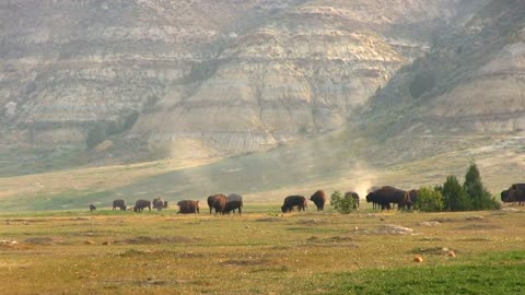 Junglee buffalo