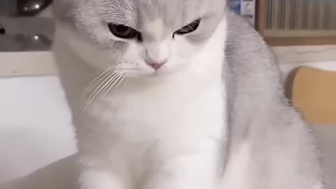 Funny cat video