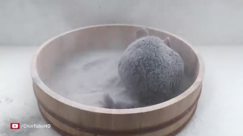 Epic Chinchilla Dust Bath in 4k Ultra High Definition!
