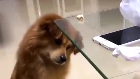 Dog thinking his owner showing magic and 🤣😍vanishing his food