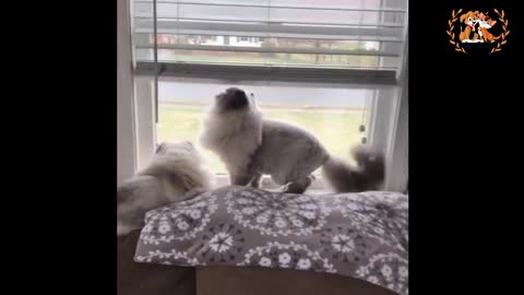 Funny Viral Cat Videos